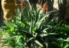Aloe hyb. caesia (A. arborescens x A. ferox) - Orto botanico di Napoli.jpg